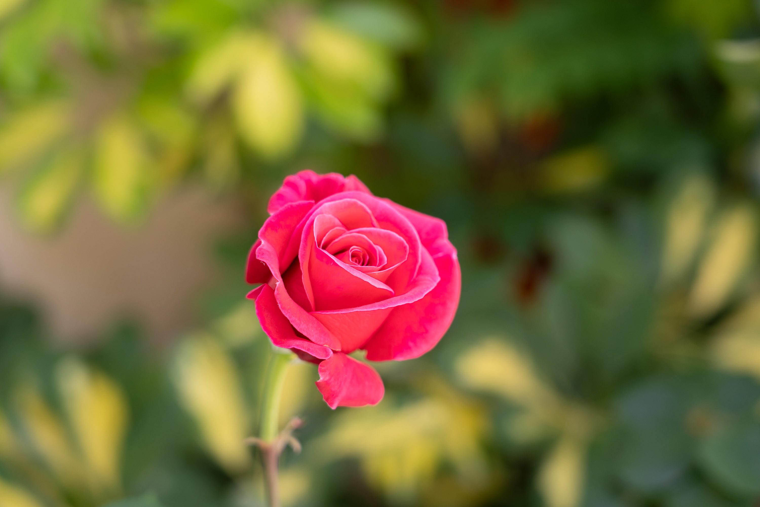 Blooming rose